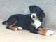 Appenzellský slašnícky pes - šteniatko z Vlčieho revíru